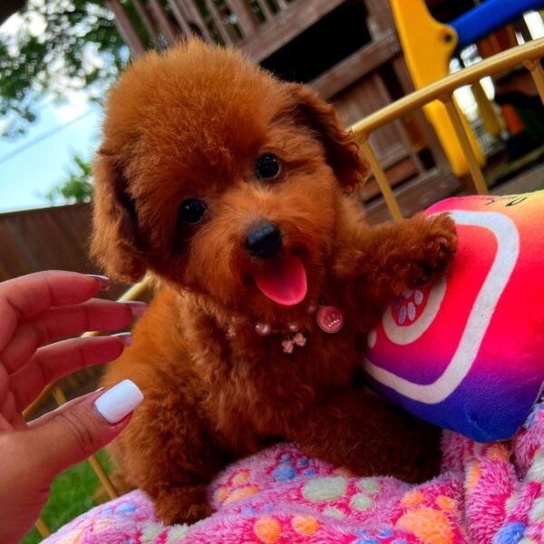 Hi, we are TinyTiffanies 11 months old