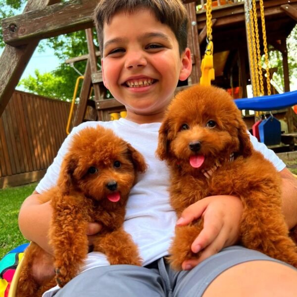 Hi, we are TinyTiffanies 11 months old