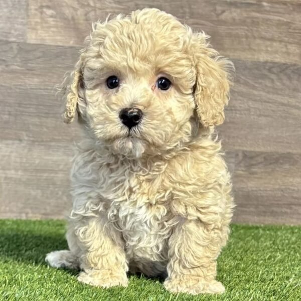 I’m Myles 2 months old