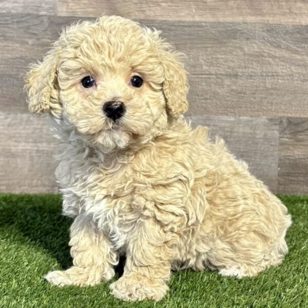 I’m Myles 2 months old