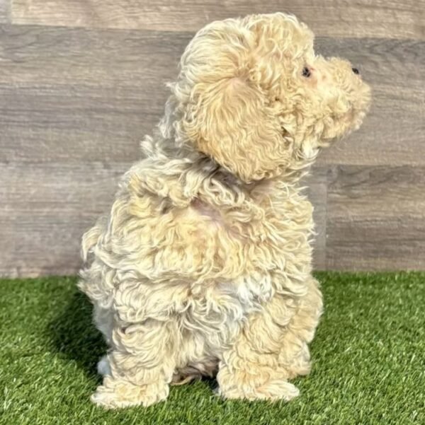 I’m Myles 2 months old