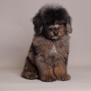 1769630656609_427800.medium Ollie — merle toy poodle