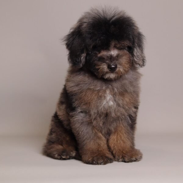 I'm Ollie Brown merle toy poodle 3 months old