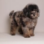 I'm Ollie Brown merle toy poodle 3 months old