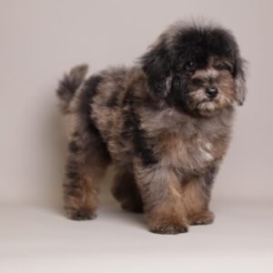 I'm Ollie Brown merle toy poodle 3 months old