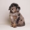 I'm Ollie Brown merle toy poodle 3 months old