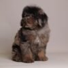 I'm Ollie Brown merle toy poodle 3 months old