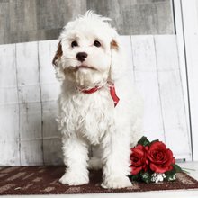 Hi, I'm Popcorn! I'm a 13-week-old female Cavapoo.