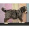 I'm Rex a male Bernedoodle