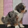 I'm Rex a male Bernedoodle