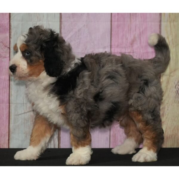 I'm Rex a male Bernedoodle