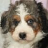 I'm Rex a male Bernedoodle