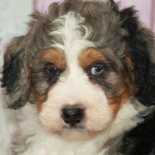 I'm Rex a male Bernedoodle