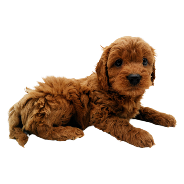 Hi, I'm Dancer! I'm an 11-week-old male Cavapoo