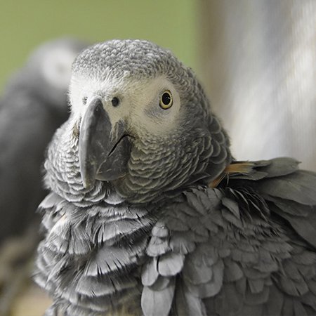 I'm African Grey Congo