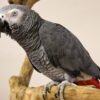 I'm African Grey Congo