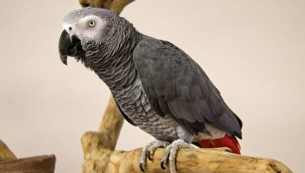 I'm African Grey Congo
