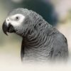 I'm African Grey Congo