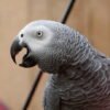 I'm African Grey Congo