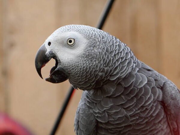 I'm African Grey Congo