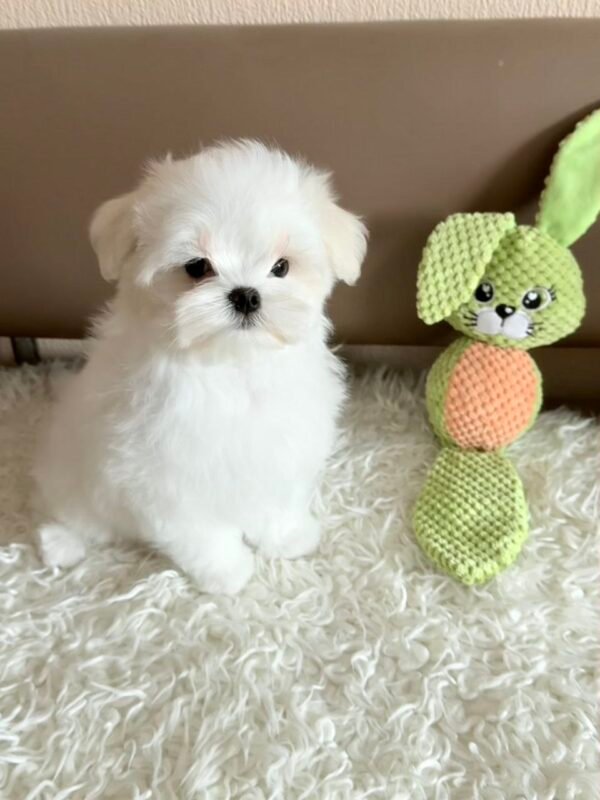I'm a small white Maltese