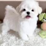 I'm a small white Maltese