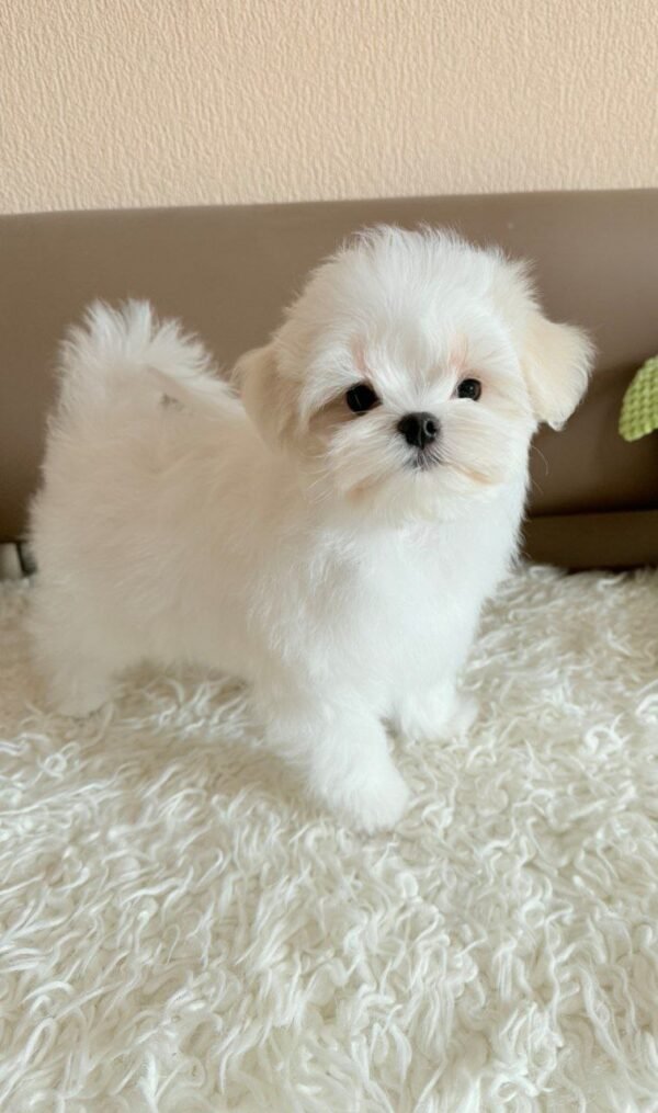 I'm a small white Maltese