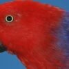 I'm Red Sided Eclectus  parrot