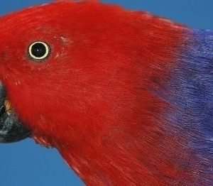 I'm Red Sided Eclectus  parrot