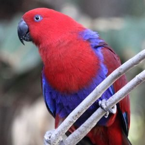 I'm Red Sided Eclectus  parrot