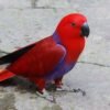 I'm Red Sided Eclectus  parrot