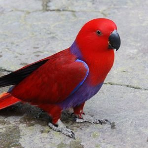 I'm Red Sided Eclectus  parrot