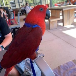 I'm Red Sided Eclectus  parrot