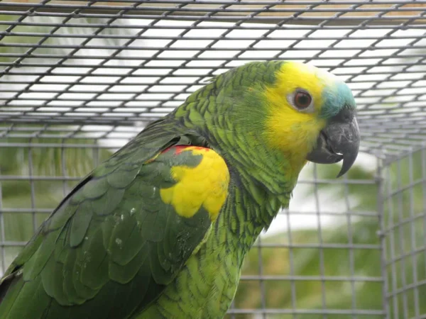 I'm Alice, a brilliant Double Yellow-Headed