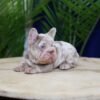 I'm Martin a Compact French Bulldog
