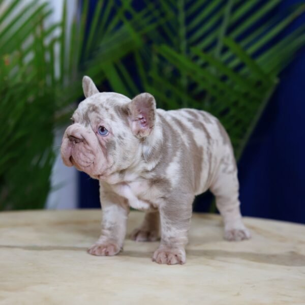 I'm Martin a Compact French Bulldog