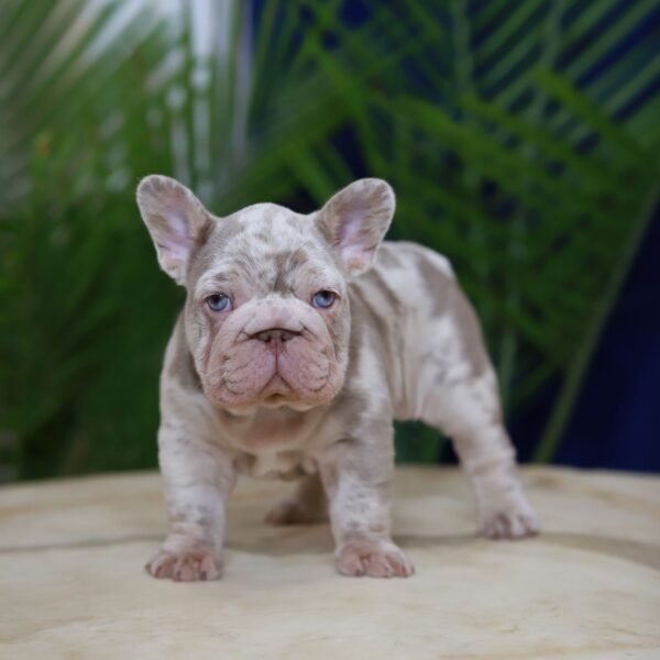 I'm Martin a Compact French Bulldog