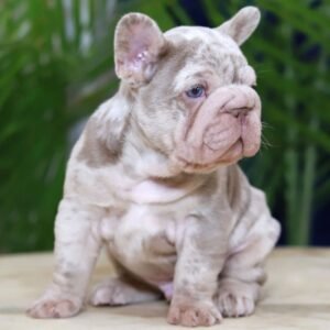 I'm Martin a Compact French Bulldog