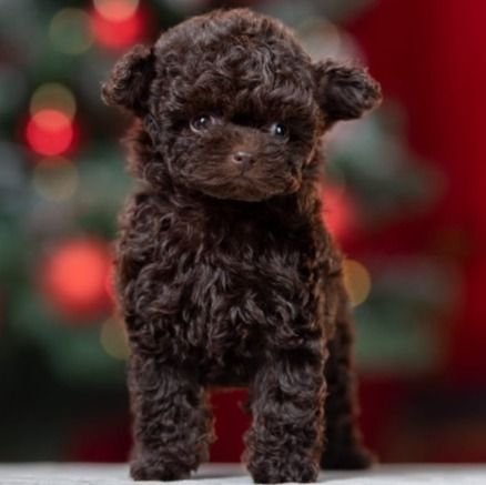 I'm Amore 3 months old