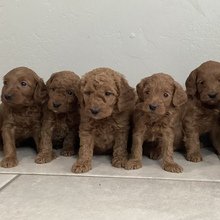 I'm Judy! I'm a female Bernedoodle