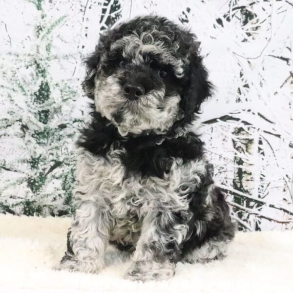 I'm Victor! I'm a male Goldendoodle