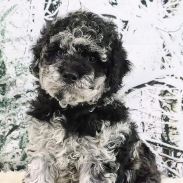 I'm Victor! I'm a male Goldendoodle