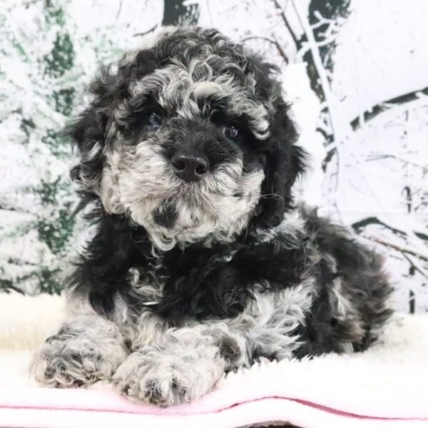 I'm Victor! I'm a male Goldendoodle