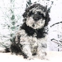 I'm Victor! I'm a male Goldendoodle