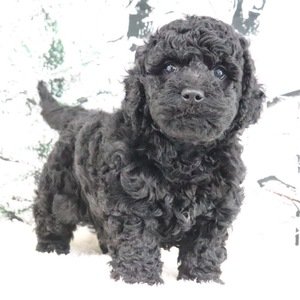 I'm Victor! I'm a male Goldendoodle