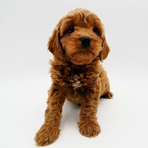 Hi, I'm Dancer! I'm an 11-week-old male Cavapoo