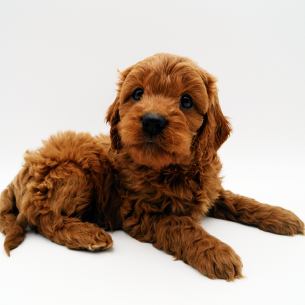 Hi, I'm Dancer! I'm an 11-week-old male Cavapoo
