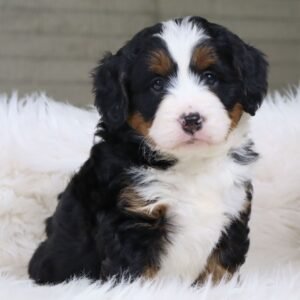 I'm Princess! I'm a female Bernedoodle