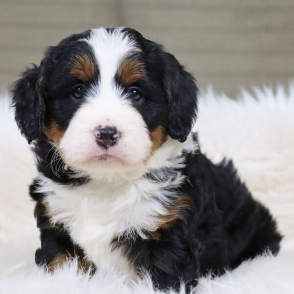 I'm Princess! I'm a female Bernedoodle