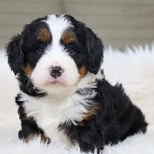 I'm Princess! I'm a female Bernedoodle